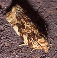 Archips argyrospila P1190750a by 
xpda. Used under a CC BY-SA 4.0 license.
