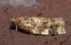 Archips argyrospila P1200012b by 
xpda. Used under a CC BY-SA 4.0 license.