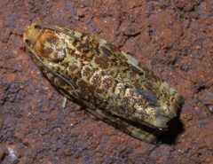 Archips argyrospila P1390841a by 
xpda. Used under a CC BY-SA 4.0 license.