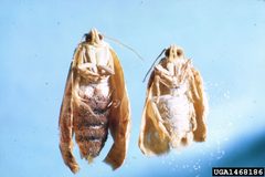Archips negundana adult by USDA Forest Service - Ogden Archive. Used under a CC BY 3.0 license.