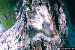 Archips negundana egg by USDA Forest Service - Ogden Archive. Used under a CC BY 3.0 license.