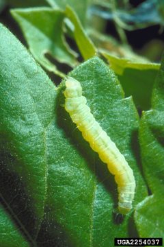 Archips negundana larva by USDA Forest Service - Ogden Archive. Used under a CC BY 3.0 license.