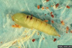 Archips negundana pupa by USDA Forest Service - Ogden Archive. Used under a CC BY 3.0 license.