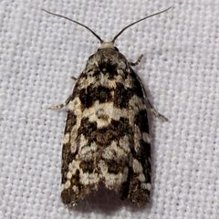 Archips packardiana 1 by Jacy Lucier. Used under a CC BY-SA 4.0 license.
