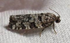 Archips packardiana Jul 04-12 IMG 9158 by Jacy Lucier. Used under a CC BY-SA 4.0 license.