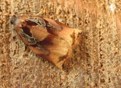 Archips podana01 by wikipedia. Used under a Attribution license.
