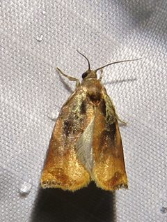 Archips podana 59642174 by Annika Lindqvist. Used under a CC BY 4.0 license.