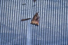 Archips podana 60866653 by Enrico Tomschke. Used under a CC BY 4.0 license.