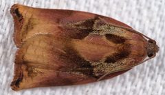 Archips podana 76261781 by Gilles San Martin. Used under a CC BY-SA 4.0 license.