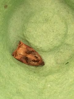 Archips podana 83900879 by Niklas Wahlberg. Used under a CC0 license.