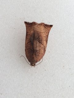 Archips podana 89214995 by Niklas Wahlberg. Used under a CC0 license.