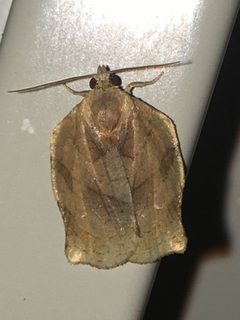 Archips purpurana by iNaturalist user: markchandler. Used under a CC BY 4.0 license.