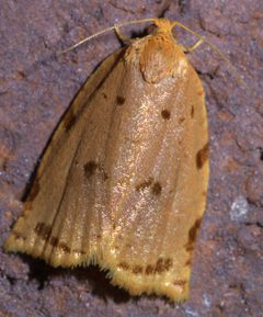 Archips rileyana P1410935a by 
xpda. Used under a CC BY-SA 4.0 license.