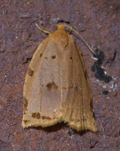 Archips rileyana P1420064a by 
xpda. Used under a CC BY-SA 4.0 license.