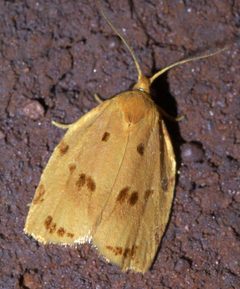 Archips rileyana P1630373a by 
xpda. Used under a CC BY-SA 4.0 license.