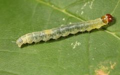 Archips rosana larva by Gyorgy Csoka, Hungary Forest Research Institute, Bugwood.org. Used under a CC BY 3.0 us license.