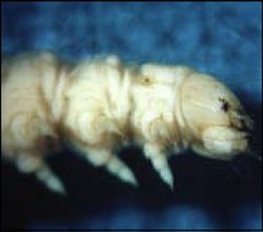 Mature oak leaf roller larva by United States Department of Agriculture Forest Service. Used under a Public domain license.