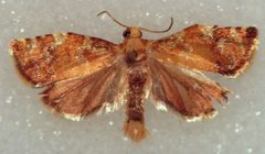 Oak leaf roller 1 crop by James B. Hanson, USDA Forest Service, Bugwood.org, cropped by uploader. Used under a CC BY 3.0 license.