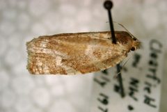 Oak leaf roller 2 by A. Steven Munson, USDA Forest Service, Bugwood.org. Used under a CC BY 3.0 license.