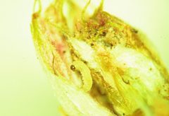 Oak leaf roller larvae in bud by A. Steven Munson, USDA Forest Service, Bugwood.org. Used under a CC BY 3.0 license.