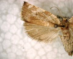 Oak leaf roller wing by A. Steven Munson, USDA Forest Service, Bugwood.org. Used under a CC BY 3.0 license.