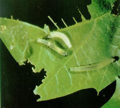 Oak leafroller larvae by United States Department of Agriculture Forest Service. Used under a Public domain license.