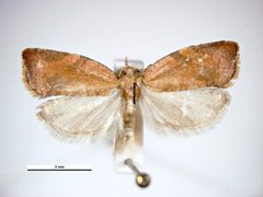 Argyrotaenia franciscana female by Simon Hinkley &amp; Ken Walker, Museum Victoria. Used under a CC BY 3.0 au license.