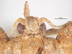 Argyrotaenia franciscana female head by Simon Hinkley &amp; Ken Walker, Museum Victoria. Used under a CC BY 3.0 au license.