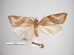 Argyrotaenia franciscana male by Simon Hinkley &amp; Ken Walker, Museum Victoria. Used under a CC BY 3.0 au license.