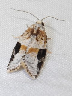 Argyrotaenia mariana by Cyndy Sims Parr. Used under a CC BY-SA 4.0 license.