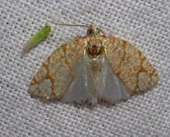 Argyrotaenia quercifoliana by Jacy Lucier. Used under a CC BY-SA 4.0 license.