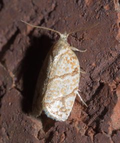 Argyrotaenia quercifoliana P1220163a by 
xpda. Used under a CC BY-SA 4.0 license.