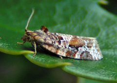 Argyrotaenia velutinana by Jacy Lucier. Used under a CC BY-SA 4.0 license.
