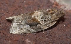 Argyrotaenia velutinana P1170854a by 
xpda. Used under a CC BY-SA 4.0 license.