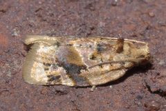 Argyrotaenia velutinana P1220715a by 
xpda. Used under a CC BY-SA 4.0 license.