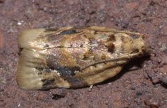 Argyrotaenia velutinana P1220716a by 
xpda. Used under a CC BY-SA 4.0 license.