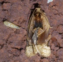 Argyrotaenia velutinana P1640490a by 
xpda. Used under a CC BY-SA 4.0 license.