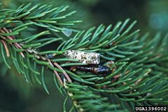 Choristoneura fumiferana by USDA Forest Service - Northeastern Area Archive, USDA Forest Service, United States. Used under a CC BY 3.0 license.