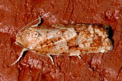 Choristoneura fumiferana 2 by CBG Photography Group, Centre for Biodiversity Genomics. Used under a CC0 license.