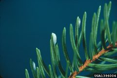 Choristoneura fumiferana eggs by USDA Forest Service - Northeastern Area Archive, USDA Forest Service, United States. Used under a CC BY 3.0 license.