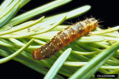 Choristoneura fumiferana larva by Jerald E. Dewey, USDA Forest Service, United States. Used under a CC BY 3.0 license.