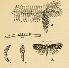 Sprucebudworm-1909diagram by Magnoffiq. Used under a CC BY-SA 4.0 license.