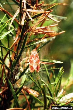Choristoneura pinus by USDA Forest Service - Northeastern Area Archive, USDA Forest Service, United States. Used under a CC BY 3.0 license.