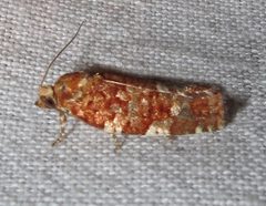 Choristoneura pinus 1 by Jacy Lucier. Used under a CC BY-SA 4.0 license.
