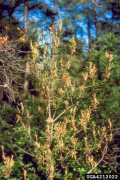 Choristoneura pinus damage by Minnesota Department of Natural Resources Archive, United States. Used under a CC BY 3.0 license.