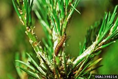 Choristoneura pinus larva by Steven Katovich, USDA Forest Service, United States. Used under a CC BY 3.0 license.