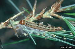 Choristoneura pinus maritima larva by Connecticut Agricultural Experiment Station Archive, United States. Used under a CC BY 3.0 license.