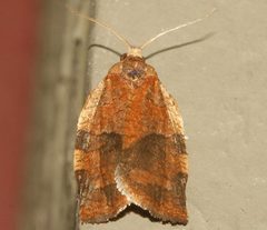 Choristoneura rosaceana 02 by CBG Photography Group, Centre for Biodiversity Genomics. Used under a CC0 license.