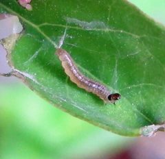 Choristoneura rosaceana 1 by Jacy Lucier. Used under a CC BY-SA 4.0 license.