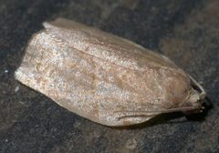 Choristoneura rosaceana P1190504a by 
xpda. Used under a CC BY-SA 4.0 license.